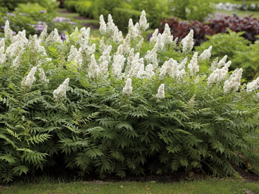 Рябинник рябинолистный (SORBARIA SORBIFOLIA) 