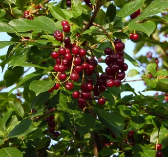 Черемуха виргинская (PRUNUS VIRGINIANA ) 