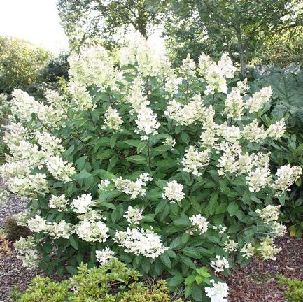 Гортензия метельчатая 'FLORIBUNDA' 