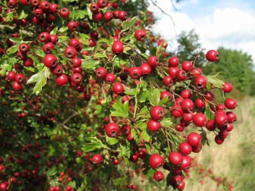 Боярышник кроваво-красный (CRATAEGUS SANGUINEA) 