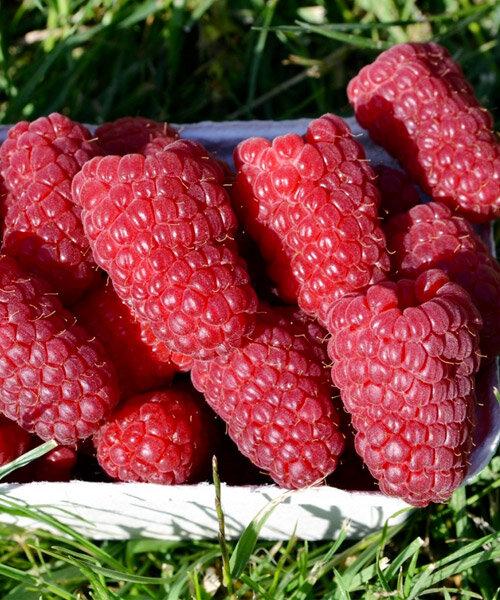 Малина (RUBUS IDAEUS) 'Малиновая гряда' (саженцы)