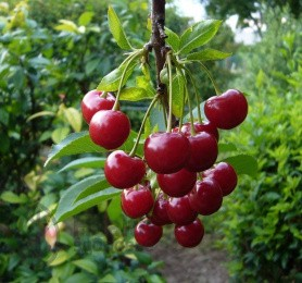 Вишня обыкновенная (CERASUS VULGARIS) (саженцы)