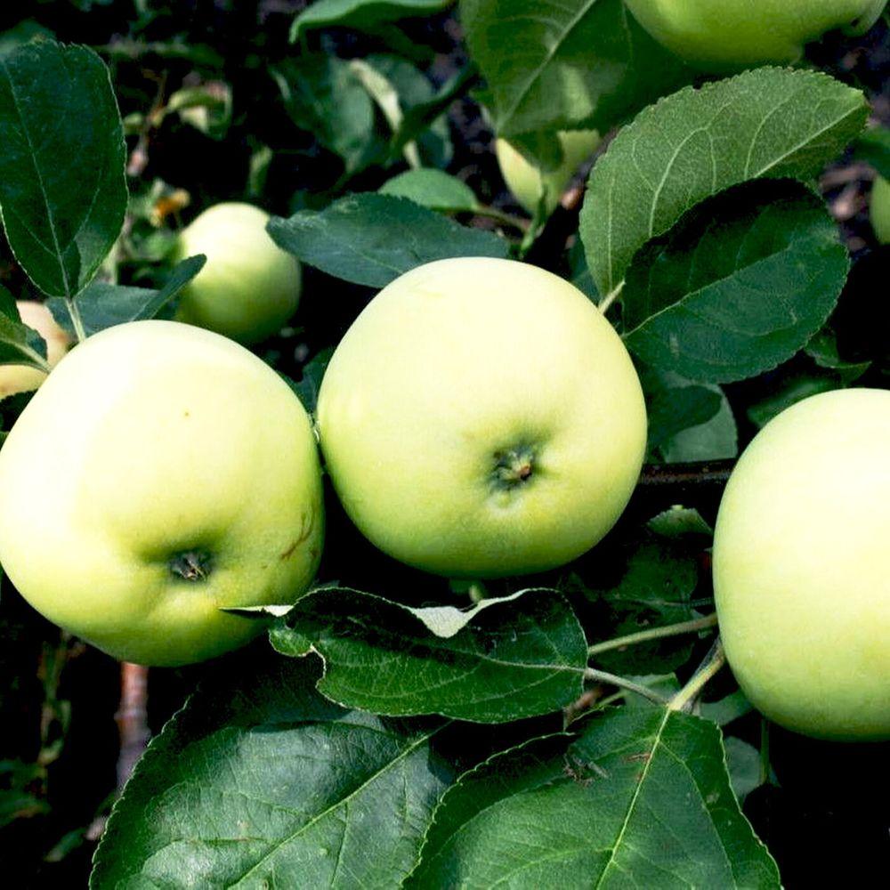 Яблоня (MALUS DOMESTICA) (саженцы)