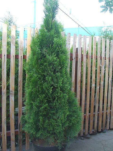 Туя западная Smaragd ( 225 - 250 см. )
