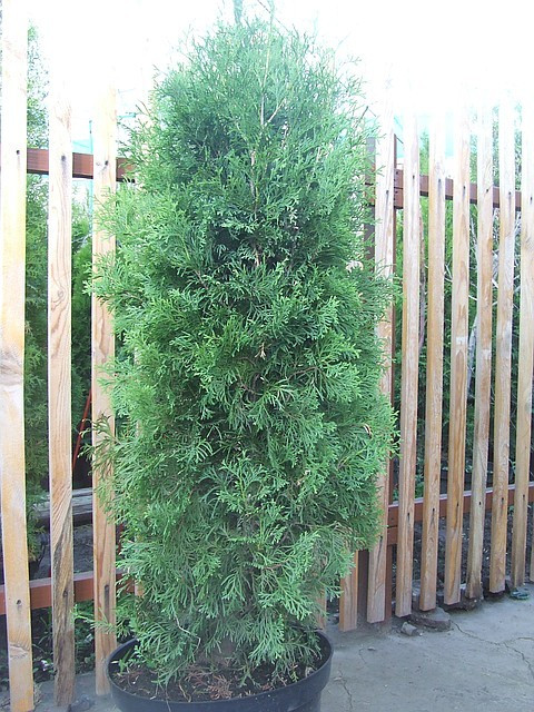 Туя западная Columna