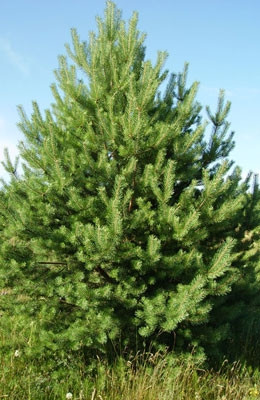 Сосна обыкновенная PINUS SYLVESTRIS 