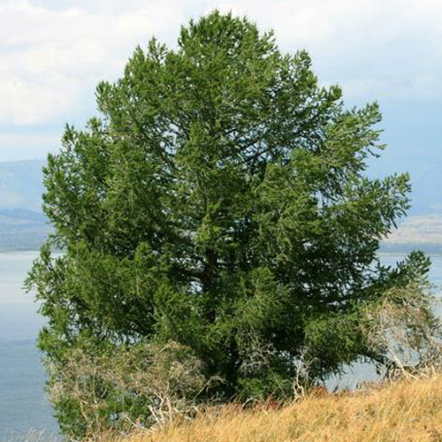 Лиственница сибирская Larix sibirica