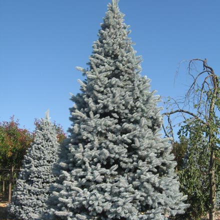 Ель колючая 'HOOPSII' 