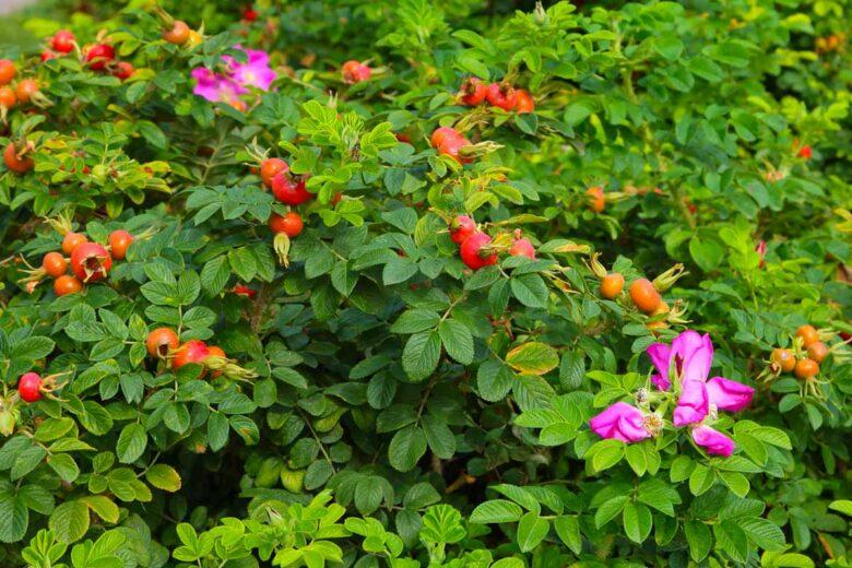 Роза морщинистая (ROSA RUGOSA) 