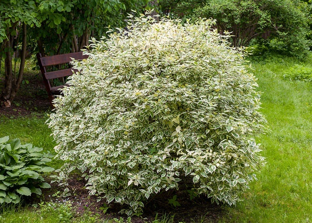 Дерен белый 'ELEGANTISSIMA' 