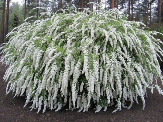 Спирея сизая 'GREFSHEIM' 