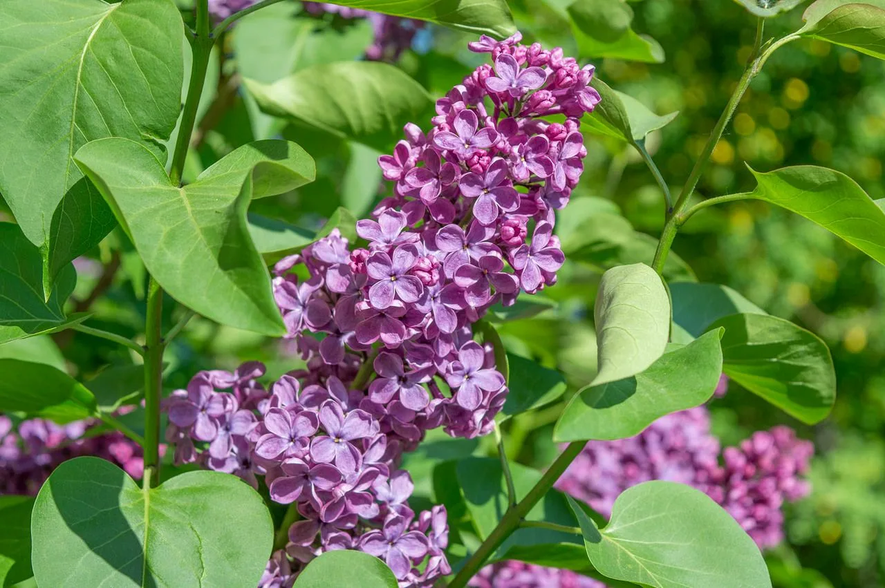 Сирень венгерская (SYRINGA JOSIKAEA) 
