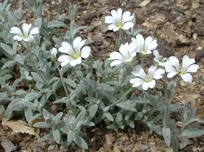 Ясколка Биберштейна (CERASTIUM BIEBERSTEINII) 