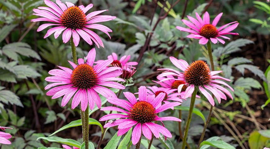 Эхинацея пурпурная ECHINACEA PURPUREA 
