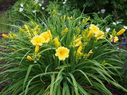 Лилейник 'STELLA DE ORO' 