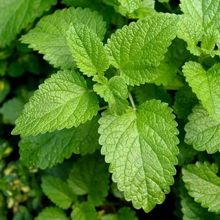 Мелисса лекарственная (MELISSA OFFICINALIS) 