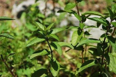 Мята перечная (MENTHA X PIPERITA) 