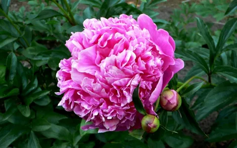 Пионы (PAEONIA) 