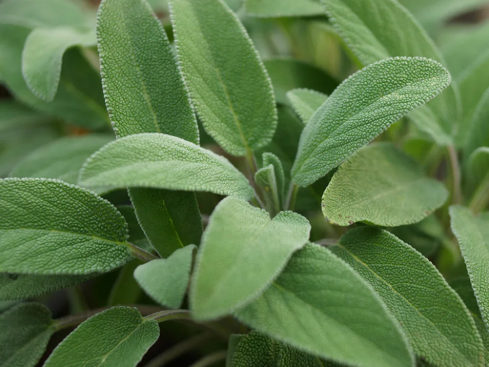 Шалфей лекарственный (SALVIA OFFICINALIS) 